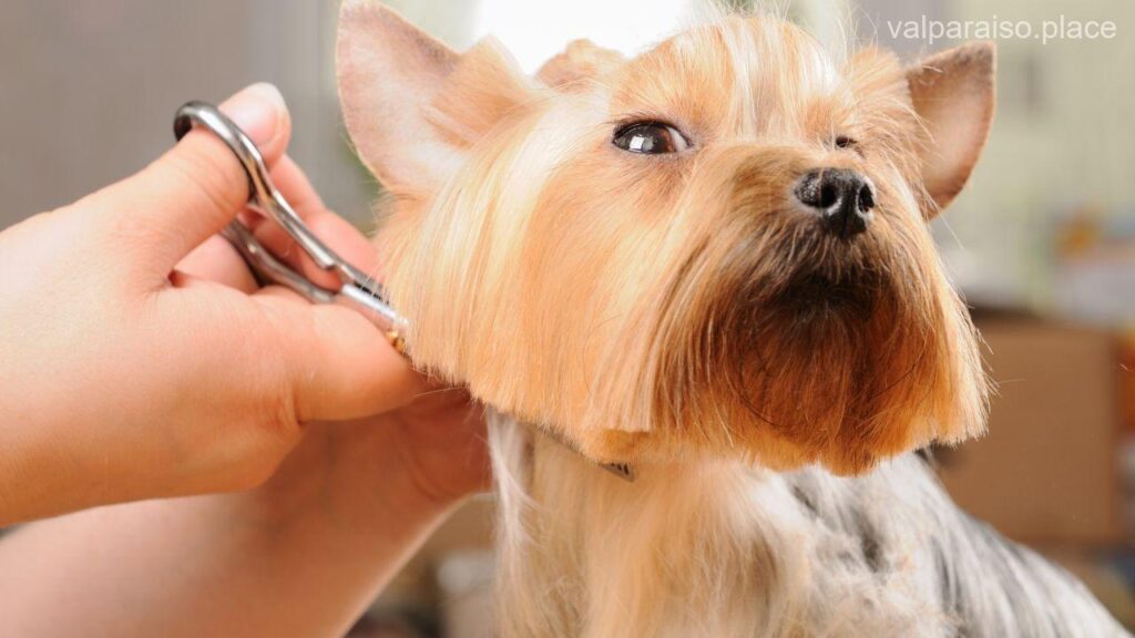 Las 9 mejores peluquerías caninas de Valparaíso